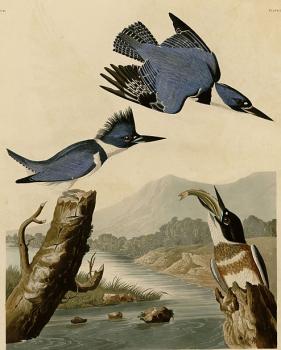 John James Audubon : Belted kingfisher